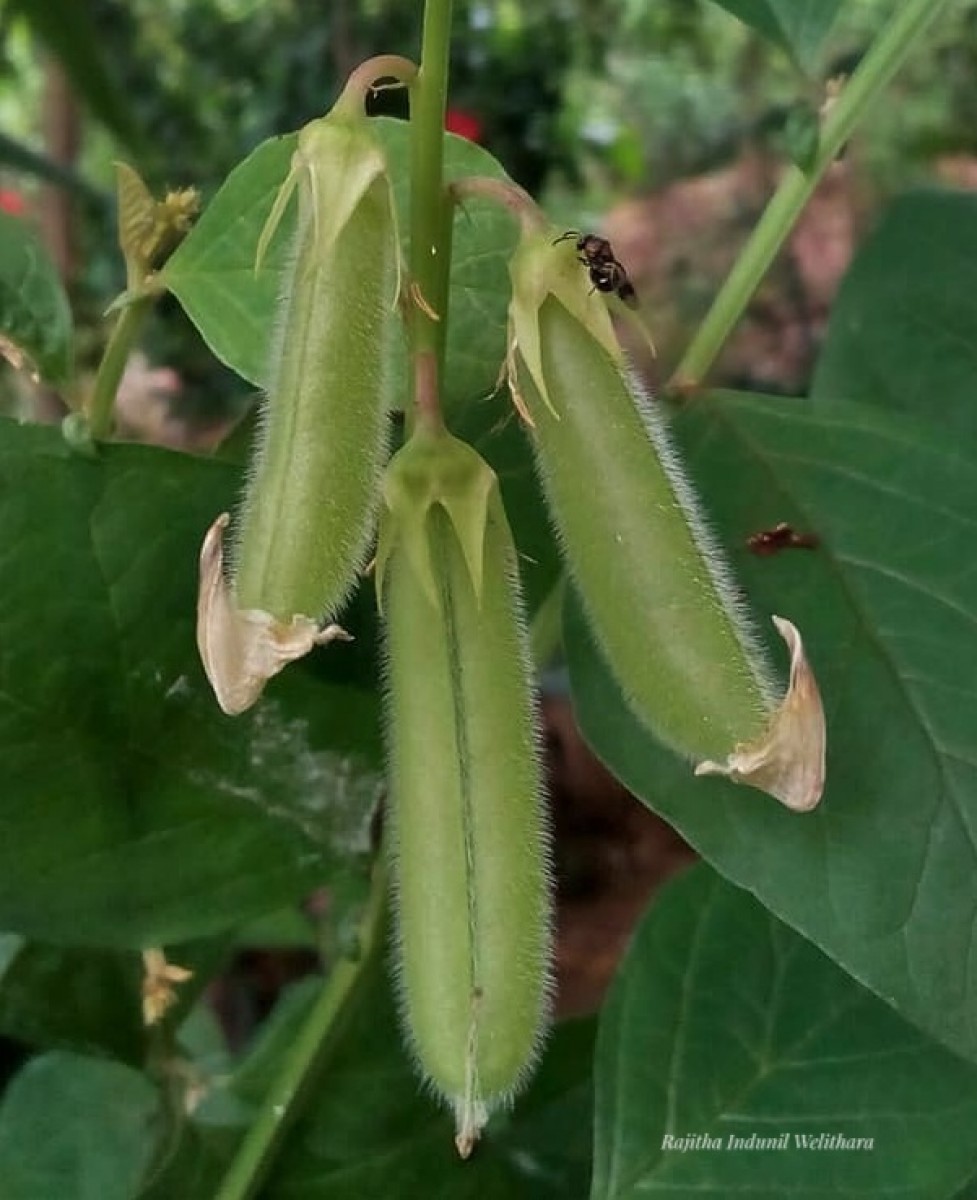 Crotalaria verrucosa L.